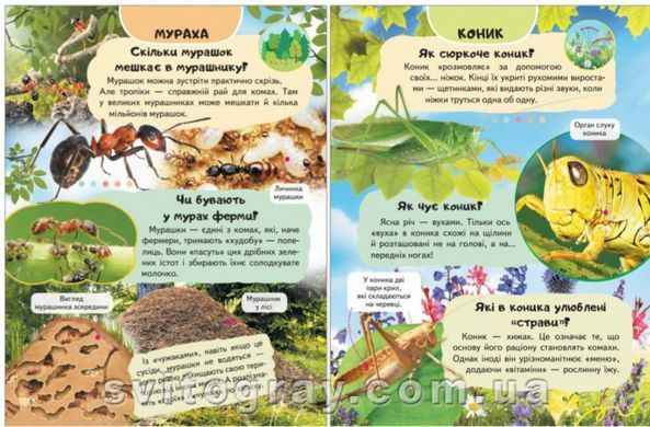 Цікава енциклопедія у подарунок розумійкам. Комахи
