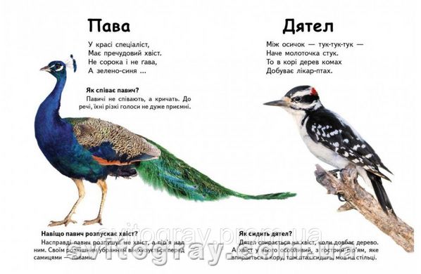 Мініенциклопедія. Хто це? Птахи. Запитання та відповіді