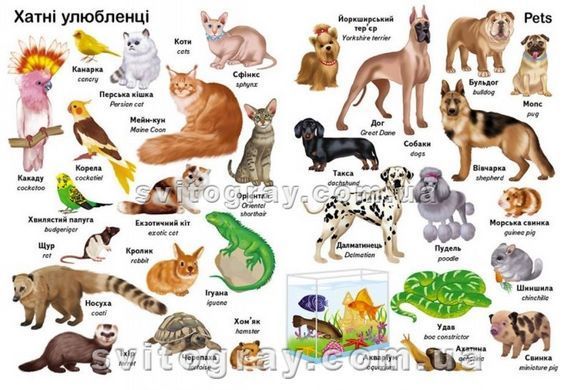 Перші слова. Тварини + англійська. Перший словник малюка