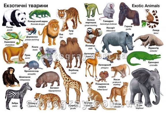 Перші слова. Тварини + англійська. Перший словник малюка
