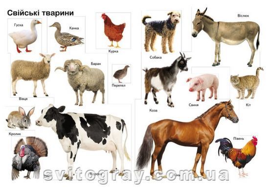 Ранній розвиток малюка. Перші знання малюка
