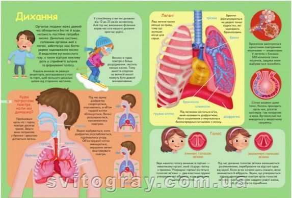 Ранній розвиток малюка. Тіло людини. Енциклопедія 250 фактів