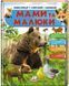Мамы и малыши (Медведь). Энциклопедия в вопросах и ответах
